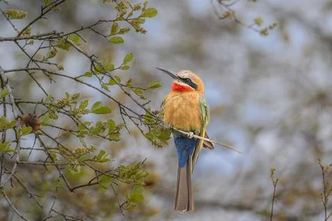 White fronted bee eater Kruger Park Stock Photos