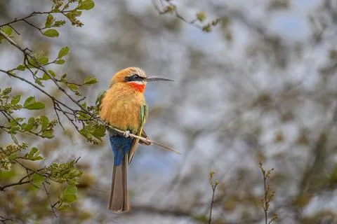 White fronted bee eater Kruger Park Stock Photos