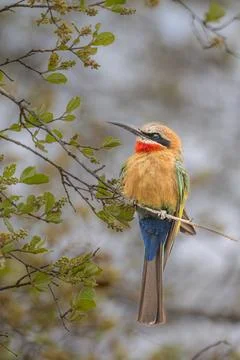 White fronted bee eater Kruger Park Stock Photos
