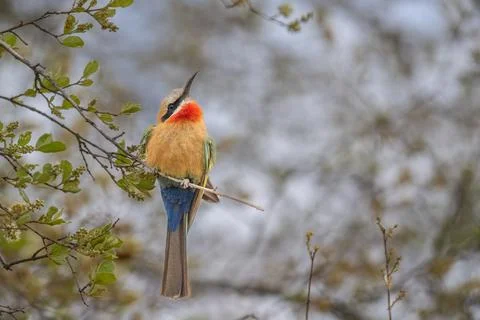 White fronted bee eater Kruger Park Stock Photos