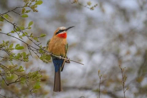 White fronted bee eater Kruger Park Stock Photos