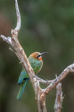 White fronted bee eater Kruger Park Stock Photos