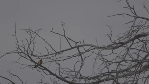 White-Fronted Bee-Eater Lands on Branch Beside Another – African Bird Wildlife Stock Footage 332400211