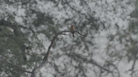 White-Fronted Bee-Eater Looking Around – African Wildlife Stock Footage 332397772