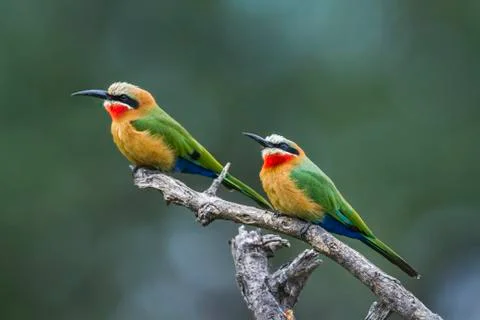 White fronted Bee eater in Mapungubwe National park, South Africa Stock Photos