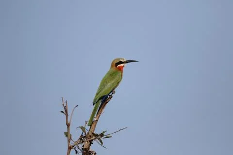 White-fronted bee-eater, Merops bullockoides Stock Photos