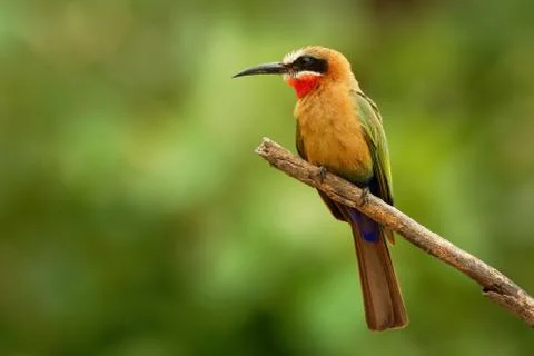 White-fronted Bee-eater - Merops bullockoides  species of bee-eater widely di Stock Photos