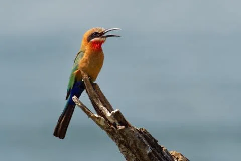 White-fronted Bee-eater - Merops bullockoides  green and orange and red bird  Stock Photos