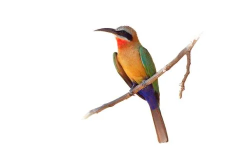 White-fronted Bee-eater - Merops bullockoides  green and orange and red bird  Stock Photos