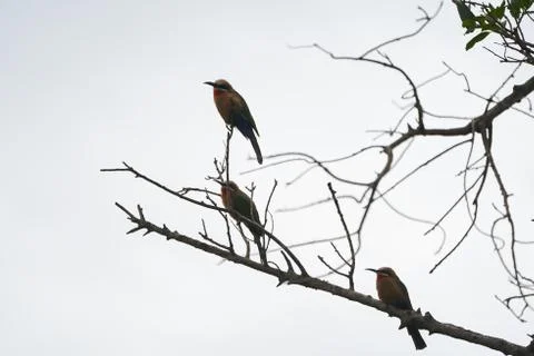 White fronted bee eater Merops bullockoides Africa Tree Stock Photos