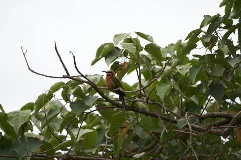 White fronted bee eater Merops bullockoides Africa Tree Stock Photos