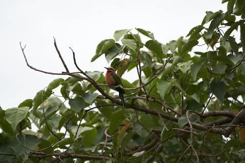 White fronted bee eater Merops bullockoides Africa Tree Stock Photos
