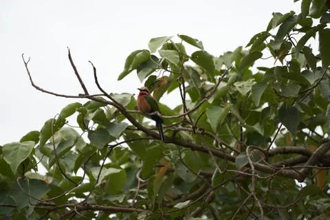 White fronted bee eater Merops bullockoides Africa Tree Stock Photos