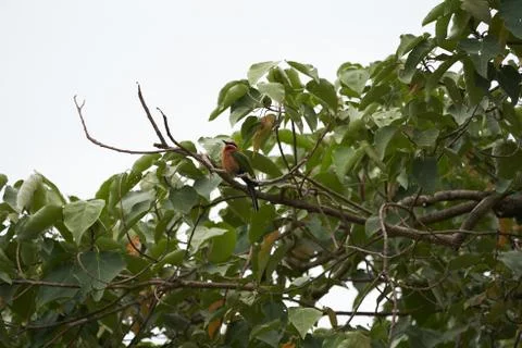 White fronted bee eater Merops bullockoides Africa Tree Stock Photos