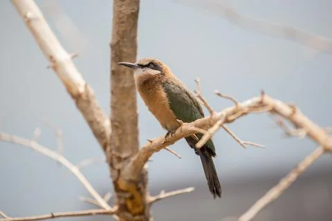 White-Fronted Bee-Eater (Merops bullockoides) Foto stock