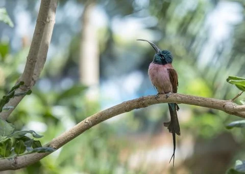 White-Fronted Bee-Eater (Merops bullockoides) Stock Photos