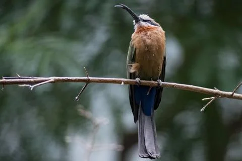 The White-Fronted Bee-Eater (Merops bullockoides) Stock Photos