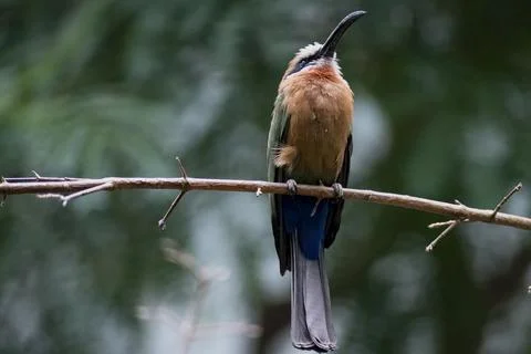 The White-Fronted Bee-Eater (Merops bullockoides) Stock Photos