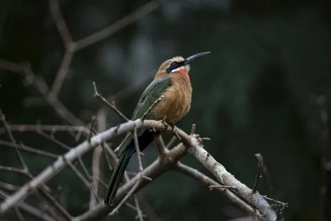 The White-Fronted Bee-Eater (Merops bullockoides) Stock Photos