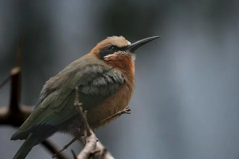 The White-Fronted Bee-Eater (Merops bullockoides) Stock Photos