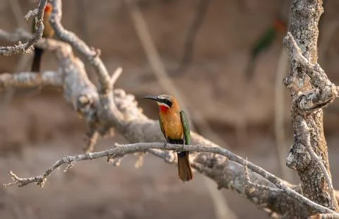 White-fronted bee-eater in the Okavango Delta, Botswana, Africa Foto stock