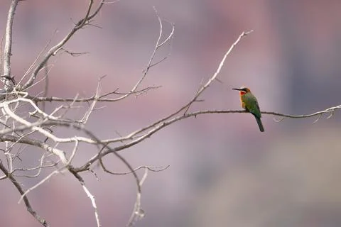 White-Fronted Bee-Eater Perched with Hills Background Fotos de archivo