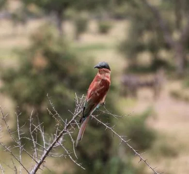 White-fronted bee-eater Stock Photos