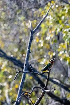 White-fronted bee eater Stock Photos