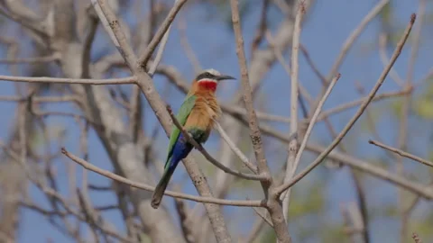 White-fronted bee-eater preens while perched in a tree at kruger Stock Footage 299593257