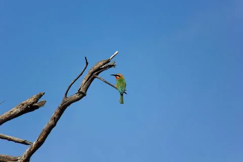 White-fronted Bee-eater Rear With Clear Blue Sky (Merops bullockoides) Stock Photos