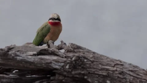 White fronted bee eater resting Stockbeeldmateriaal 298308694