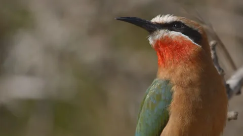 A White fronted bee-eater sitting on a branch and then flying away Stock Footage 54056541
