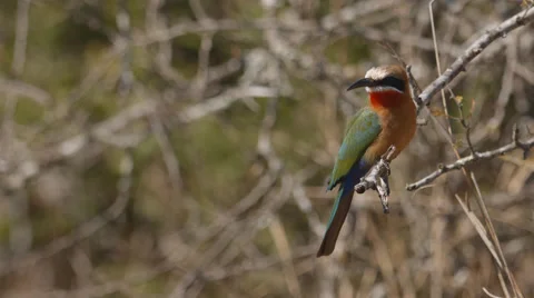 A White-fronted bee-eater sitting on a branch and then flying away Stock Footage 54803729