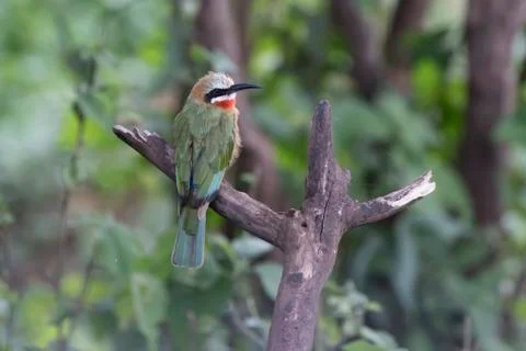 White-fronted Bee-eater sitting on a dry branch of a tree in a small oasis in Stock-Fotos