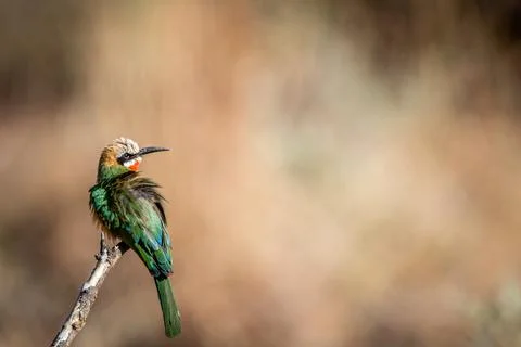 White-fronted-bee-eater sitting on a branch. Stock Photos
