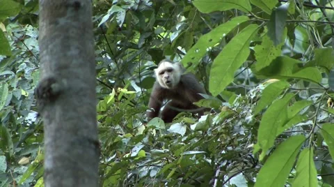 White-fronted Cappuchin warning call 1 Stock Footage 54982790