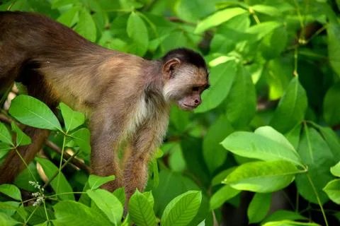 White fronted capuchin in the jungle, Amazon, Brazil. White fronted capuch... Stock Photos