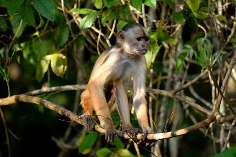 White fronted capuchin in the jungle, Amazon, Brazil. White fronted capuch... Stock Photos