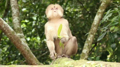 White-fronted Capuchin Monkey (Cebus albifrons) Video stock 772271