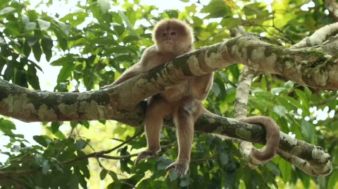 White-fronted Capuchin Monkey (Cebus albifrons) Video stock 772275