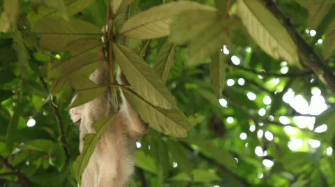 White-fronted Capuchin Monkey (Cebus albifrons) Video stock 774758