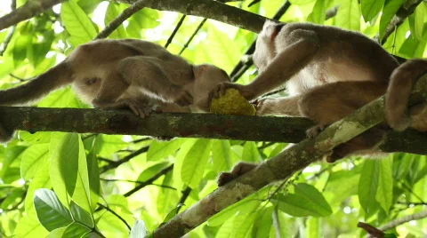 White-fronted Capuchin Monkey (Cebus albifrons) Video stock 774760