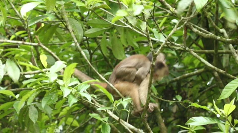 White-fronted Capuchin Monkey (Cebus albifrons) Video stock 774762