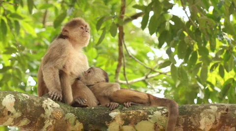 White-fronted Capuchin Monkey (Cebus albifrons) Video stock 774763