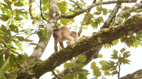White-fronted Capuchin Monkey (Cebus albifrons) Video stock 774767
