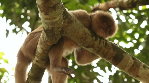 White-fronted Capuchin Monkey (Cebus albifrons) Video stock 774769
