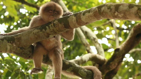 White-fronted Capuchin Monkey (Cebus albifrons) Video stock 774770