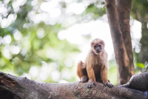 White fronted Capuchin Monkey (Cebus albifrons), Monkey Island (Isla de los Stock Photos