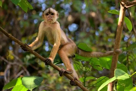 White-fronted capuchin Stock Photos