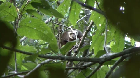 White-fronted Capuchin warning call 2 Video stock 54982809